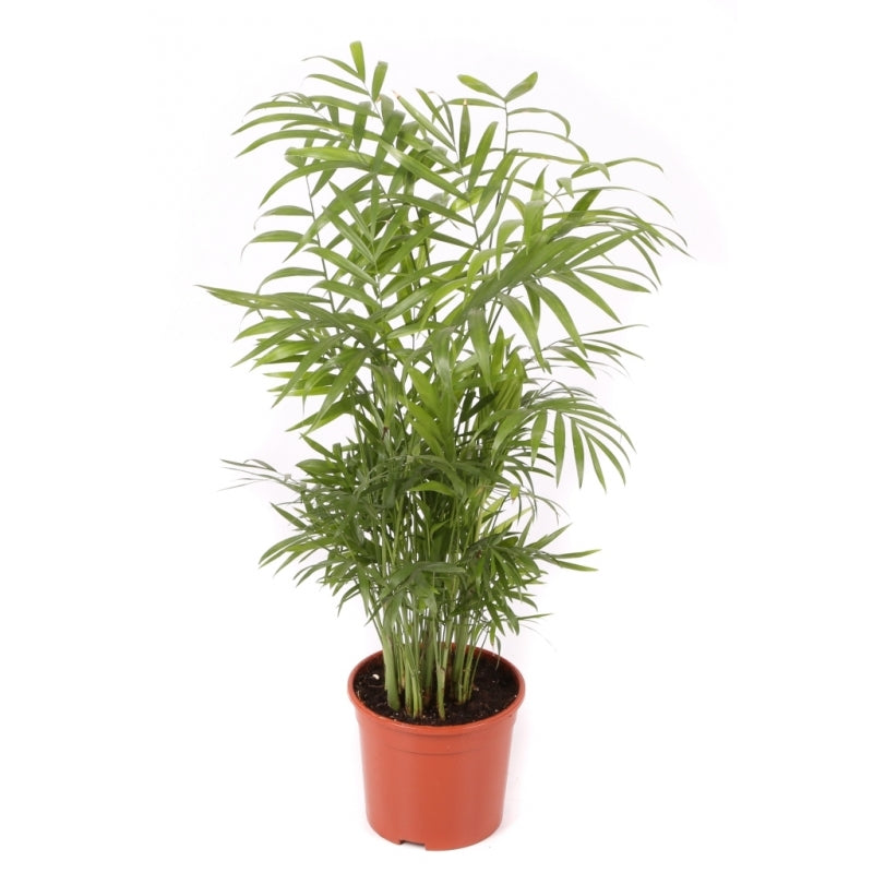 Chamaedorea Planta De Interior De Bajo Mantenimiento Maceta 14cm_0