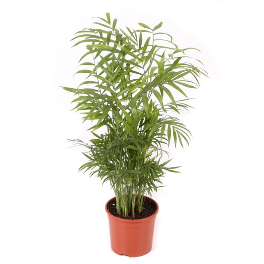 Chamaedorea Planta De Interior De Bajo Mantenimiento Maceta 14cm_0