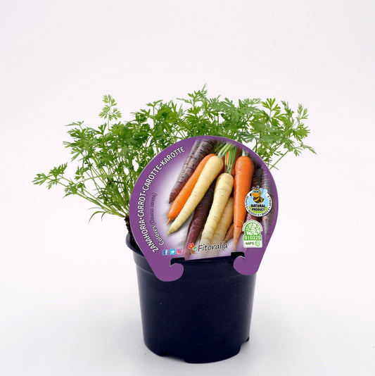 Plantón Zanahoria Colores En Maceta 10,5 Cm. Natural - Fitoralia_0