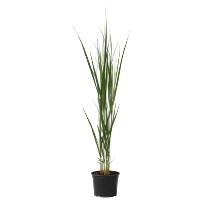 Panicum De Viento Del Norte - Panicum Virgatum 'northwind' - A40-60cm - ⌀23cm_0