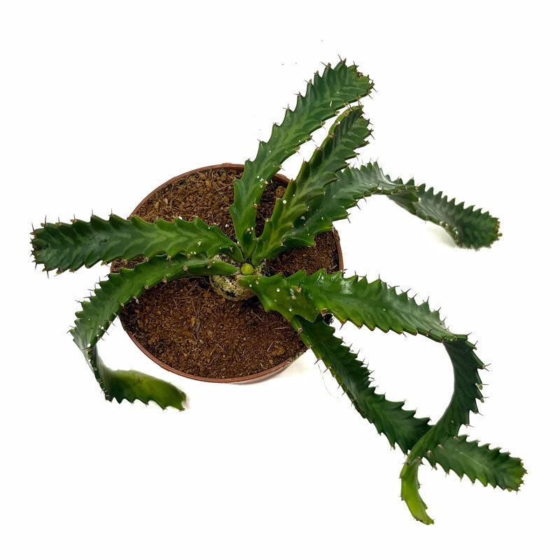 Euphorbia Stellata Cactus Y Suculentas M8,5 cm Ø_1