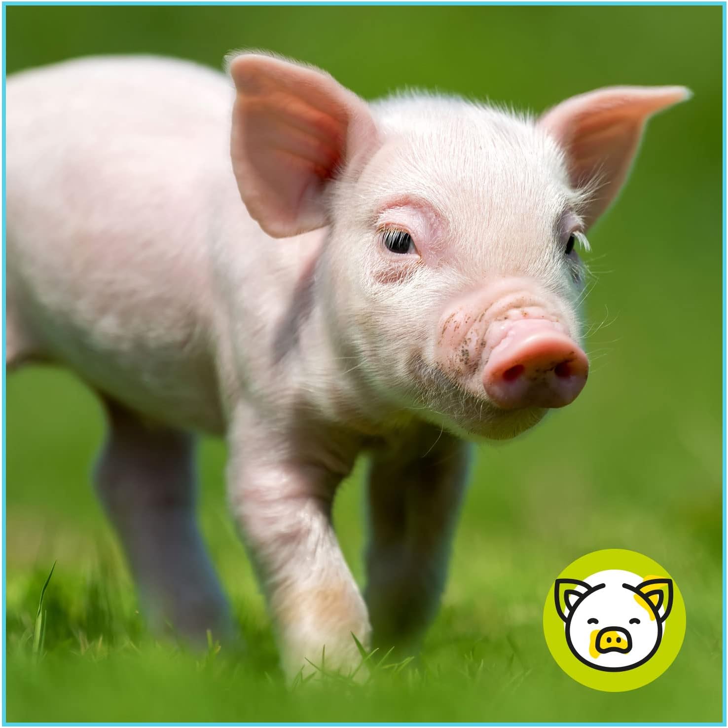 Pienso ECOLÓGICO para Lechones 20kg Alimentación Natural y Equilibrada. Nutrición Completa para un Crecimiento Saludable_4