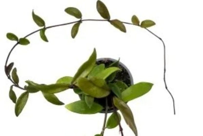 Hoya Carnosa (flor De Cera); Planta Trepadora Colgante Con Hojas Carnosas; Curiosarium; Diámetro Maceta 12 Cm_1