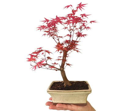 Bonsai Acer Palmatum Atroppurpureum 6 Años_0
