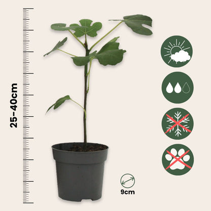 Mezcla De Árboles Frutales - 4 Pzs - Altura 25-40cm - ⌀9cm_2