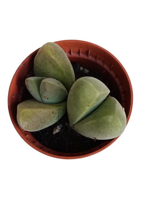 Gibbaeum Dispar Planta Suculenta Ø5 Lithops Cactus Piedra_0