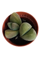 Gibbaeum Dispar Planta Suculenta Ø5 Lithops Pedra Cacto