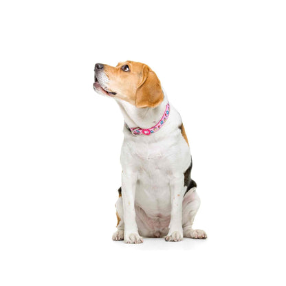 Coleira para cão Princesa Dukier