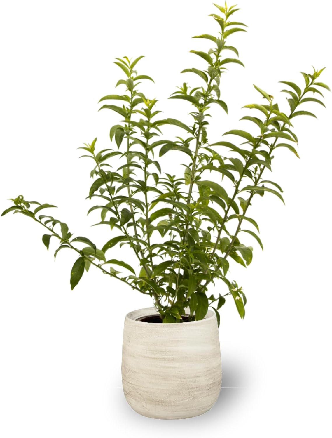 Planta De Galán De Noche 50 - 60 Cm Altura_0