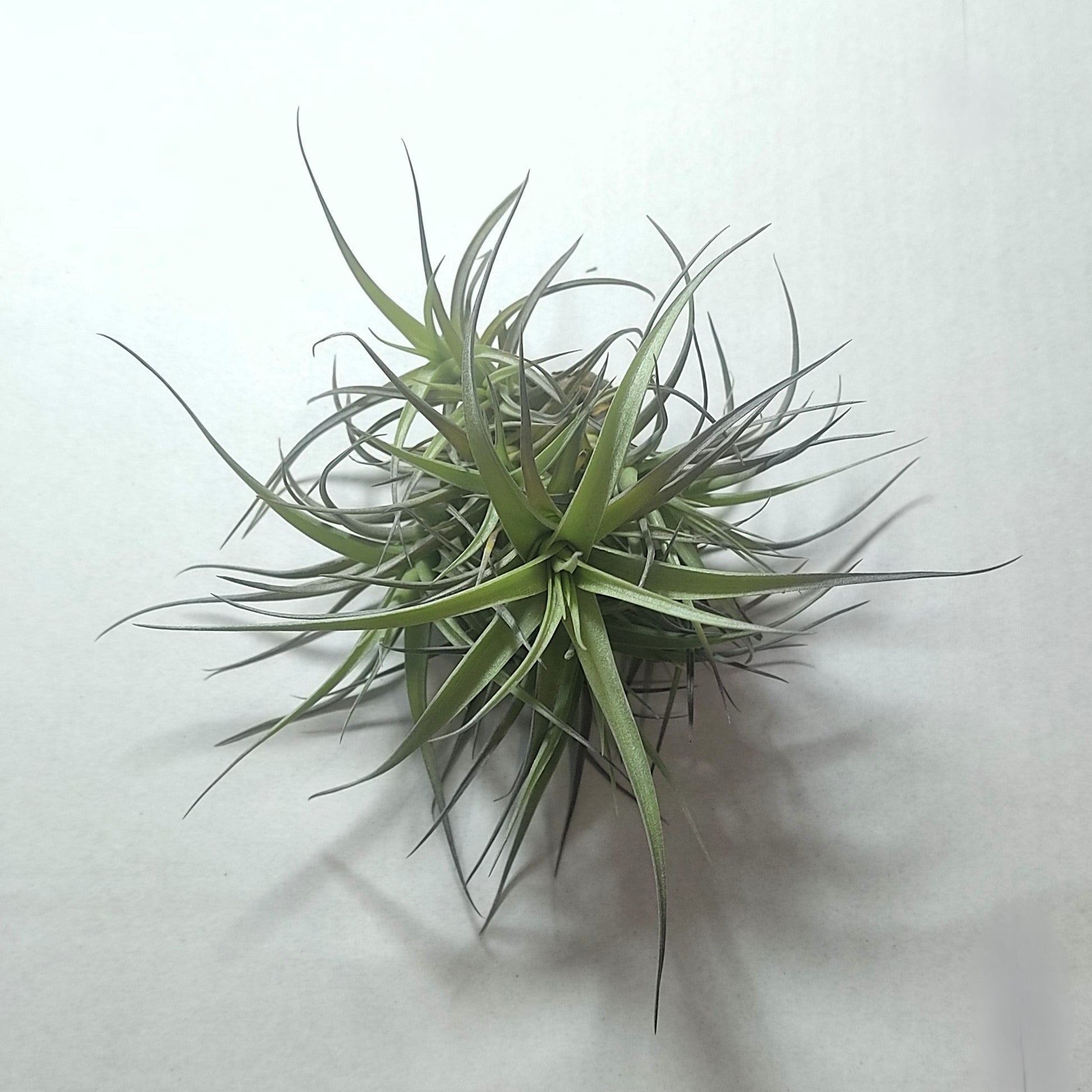 Tillandsia Aeranthos 'mini' clump (mata); Mata De Plantas Del Aire; Curiosarium; Altura 12 Cm, Diámetro 13 Cm_0