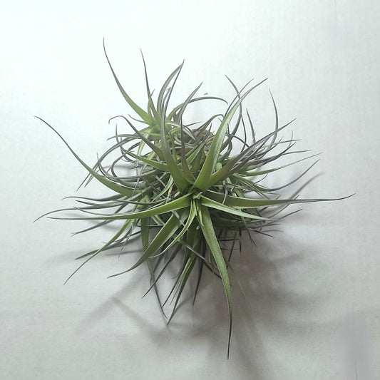 Tillandsia Aeranthos 'mini' clump (mata); Mata De Plantas Del Aire; Curiosarium; Altura 12 Cm, Diámetro 13 Cm_0