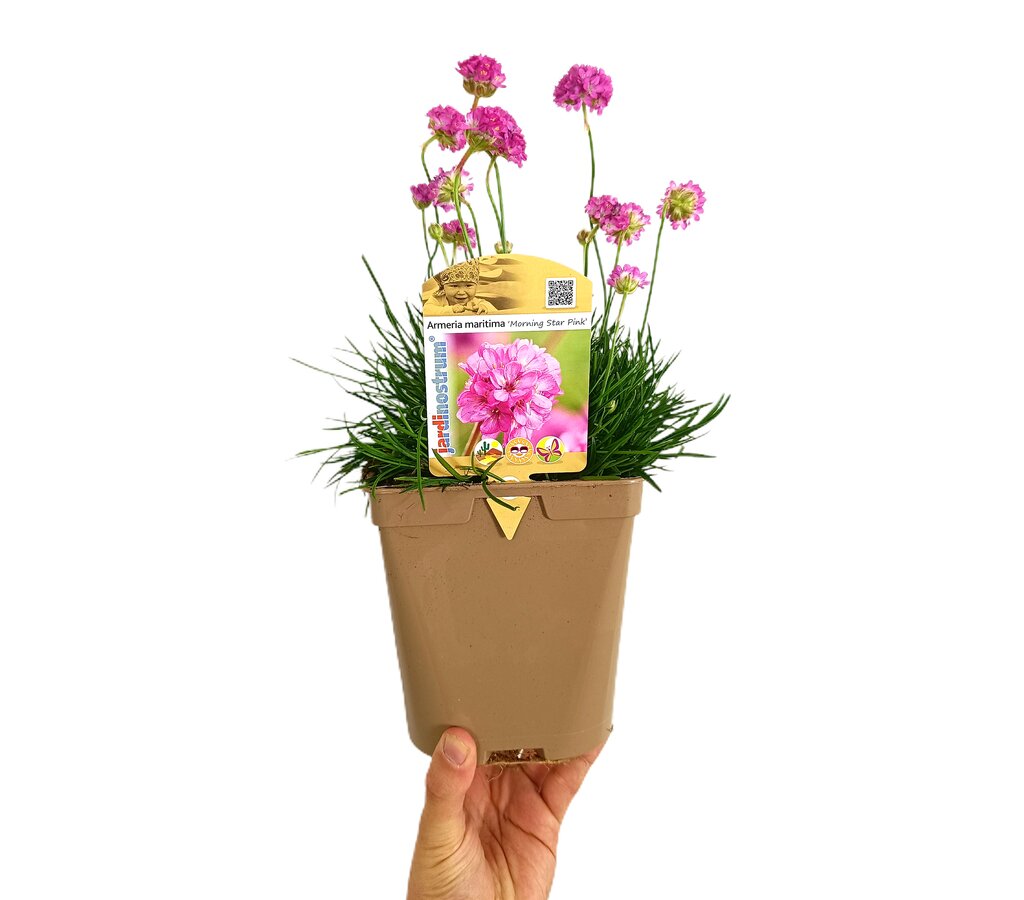 Armeria Maritima Rosa M14_0