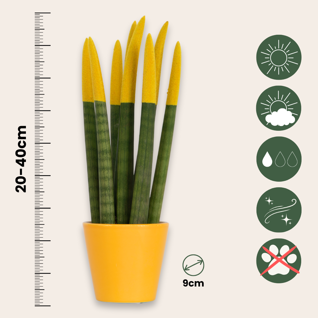 Lengua De Suegra Cilíndrica - Sansevieria Cylindrica - Altura 20-40cm - ⌀9cm_2