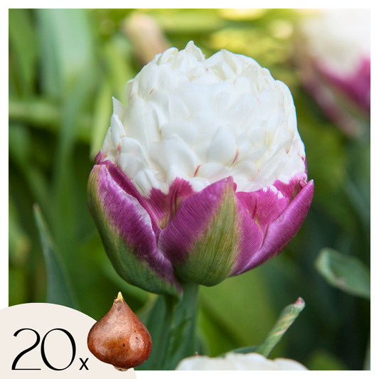 Bulbos De Tulipán - 20 Pzs - Tulipa 'ice Cream' - Bulbos De Flores - Púrpura_0