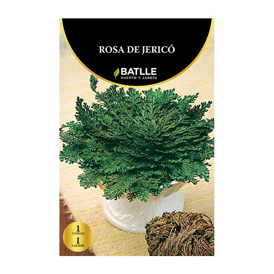 Bulbo de Batalha Rosa de Jericó 1 unidade