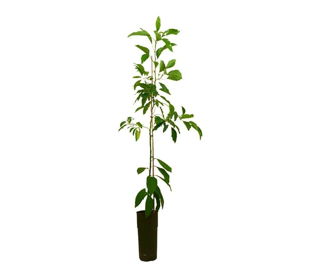 Aguacate Pinkerton Tb20 160-180cm_1