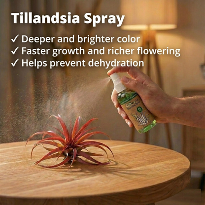 Tillandsia - 20 Unidades - Plantas De Aire - Con Spray_4