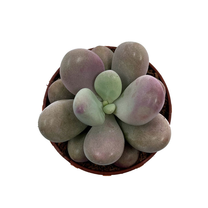 Pachyphytum Oviferum Cactus Y Suculentas M5,5 cm Ø_1
