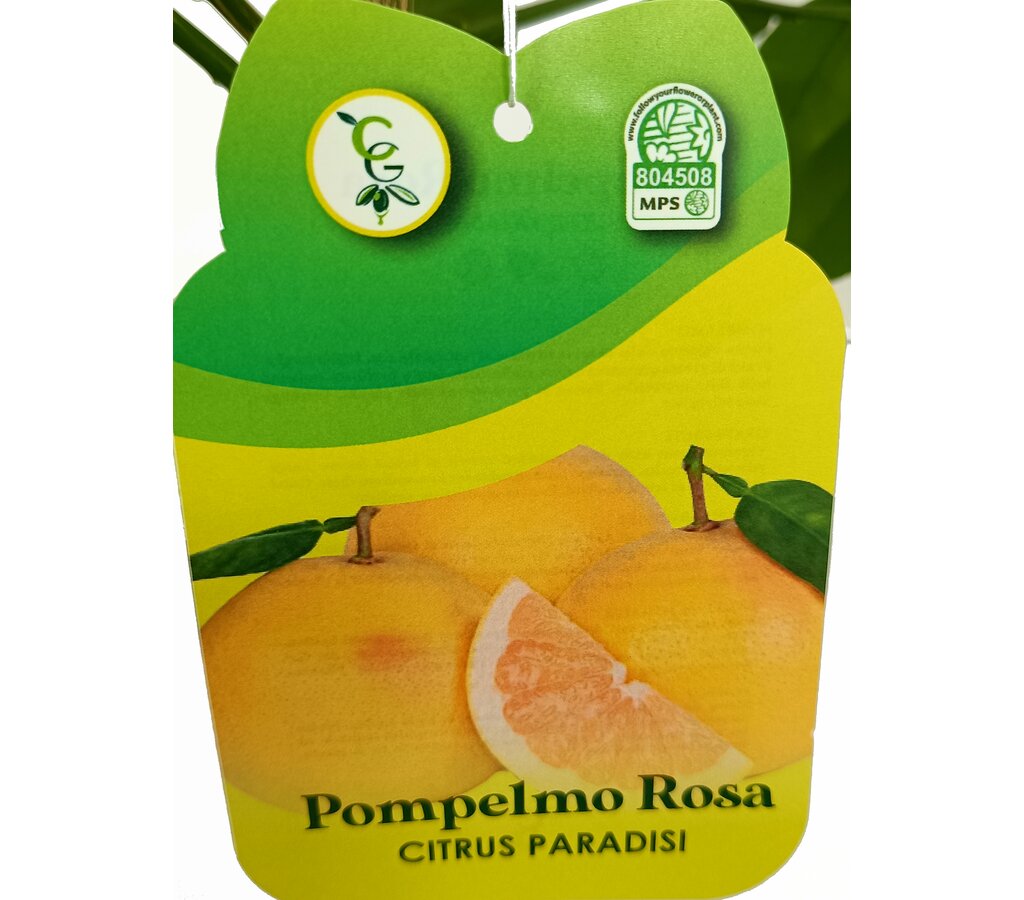 Pomelo Rojo Tb20 130-150cm_1