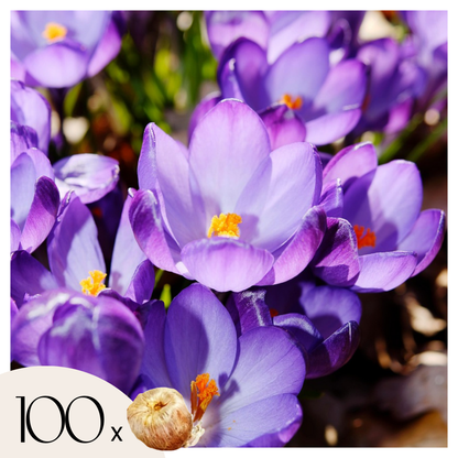 Crocus Tommasinianus - 100 Pzs - Crocus 'ruby Giant' - Bulbos De Flores_0