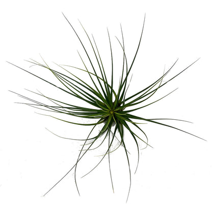 Tillandsia Tricolor 26cm Alto X 32cm Ancho_3