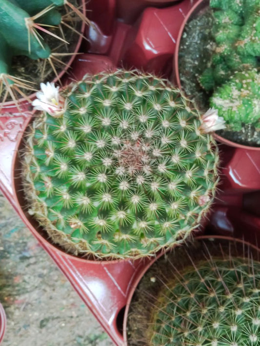 Cactus Mammillaria Guinsa Maru Grande Ø13 Planta_0