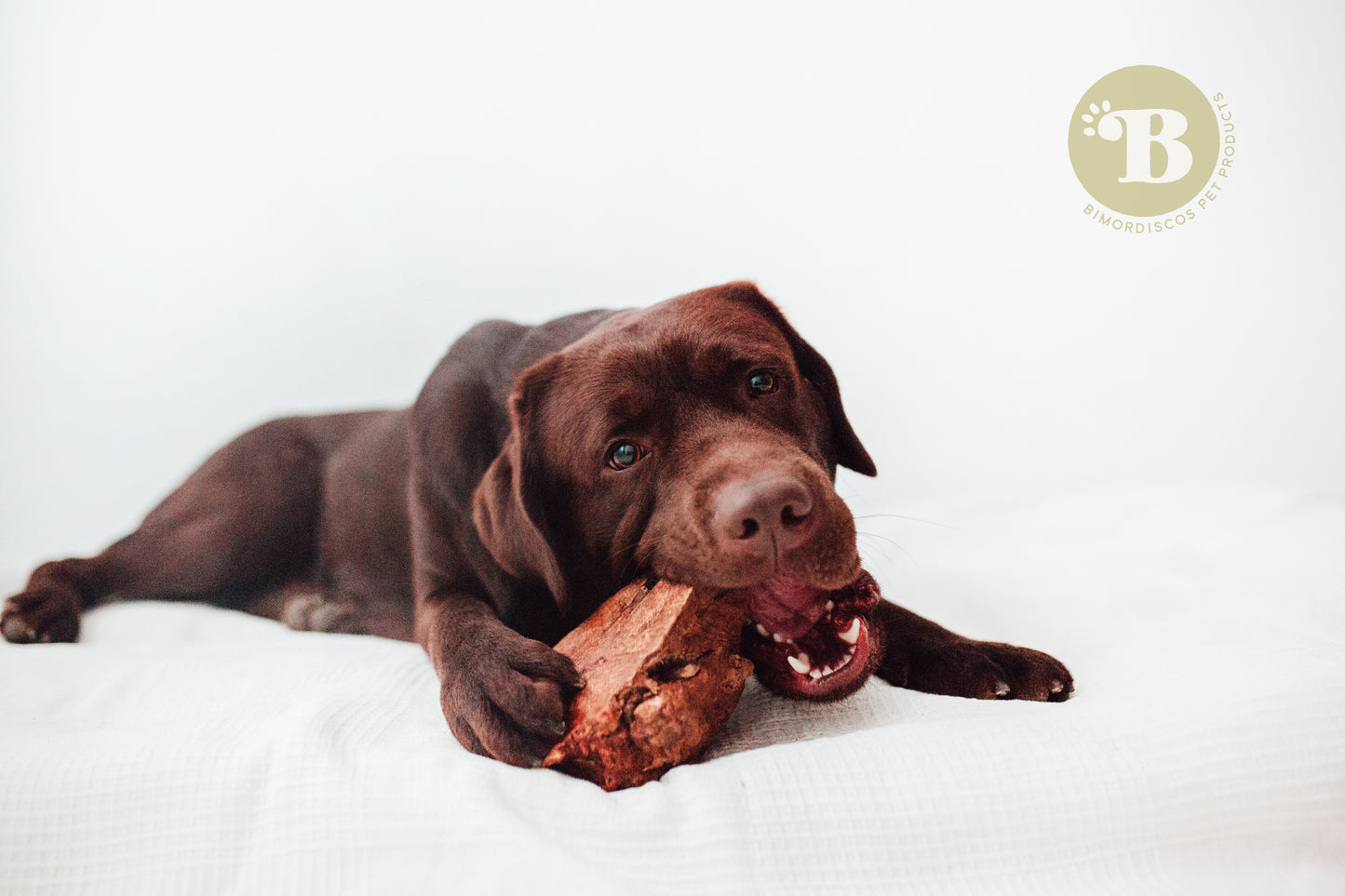 Bimordiscos Raíz De Brezo Para Perros Pack.