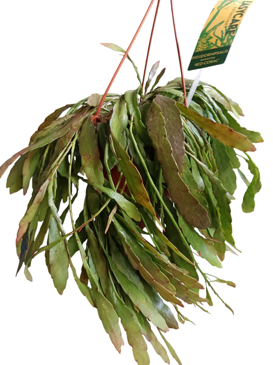 Planta Colgante Rhipsalis Ramulosa Ø14-25 Cm_0