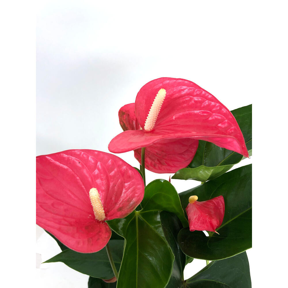 Anthurium Andreanum Mine Rosa M14_4