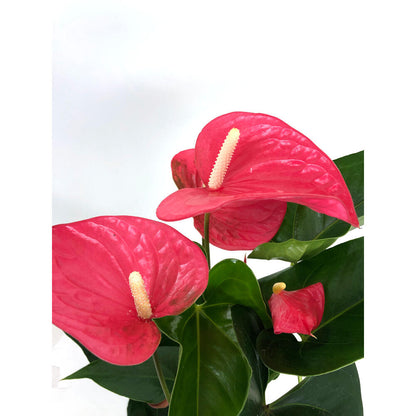 Anthurium Andreanum Mine Rosa M14_4