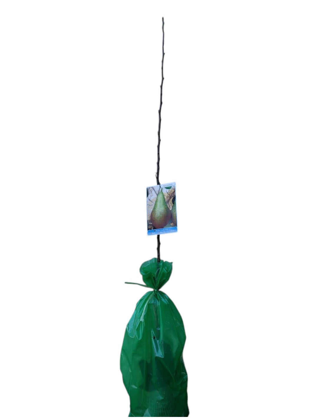 Frutal Peral Comice Cepellón 140 CM_0