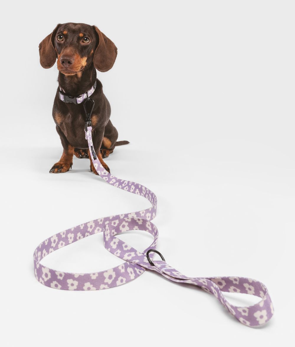 Cafide Collar De Material Pet Reciclado Violeta. Modelo Juno._1