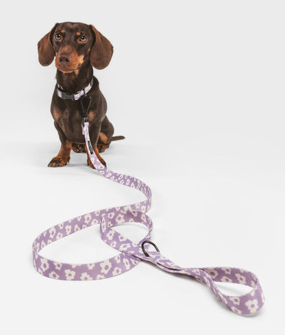 Cafide Collar De Material Pet Reciclado Violeta. Modelo Juno._1