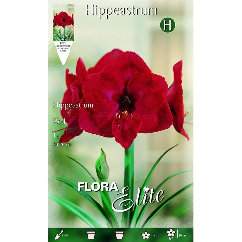 Bolbo de Amarílis Vermelha 1 unidade