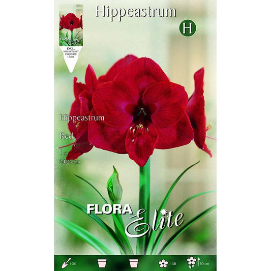 Bolbo de Amarílis Vermelha 1 unidade