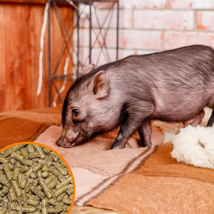 Pienso ECOLÓGICO para Cerdos Mascota 20 kg – Comida Natural y Saludable para Cerdos Nutrición Equilibrada_3