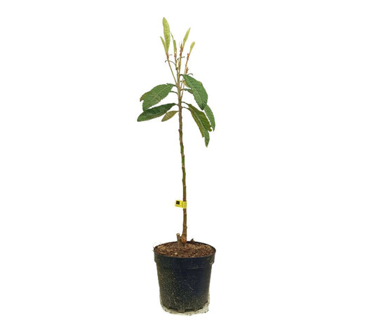 Nispero Golden Nugget M25 90-120cm_0