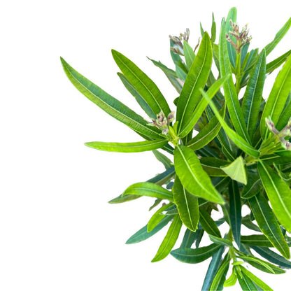 Adelfa Planta Ornamental De Jardín (nerium Oleander) Maceta 17cm_0