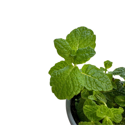 Hierbabuena Planta Aromática Y Medicinal (mentha Spicata) Maceta 14cm_1