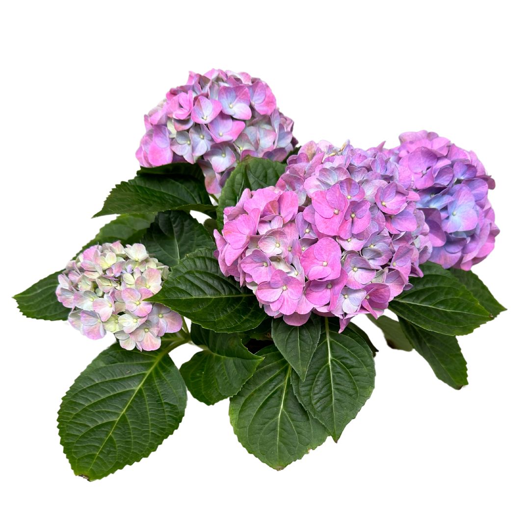 Hortensia En Maceta (hydrangea Macrophylla)_0