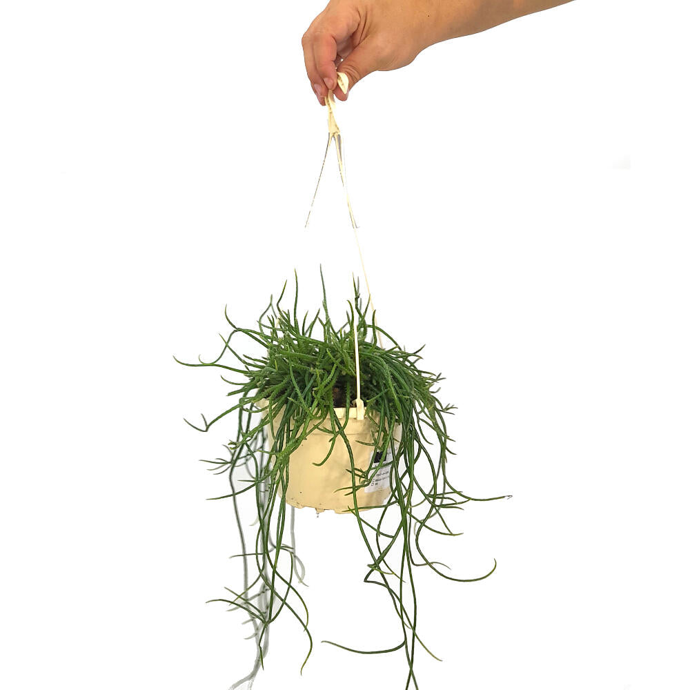 Rhipsalis Capilliformis M15_0