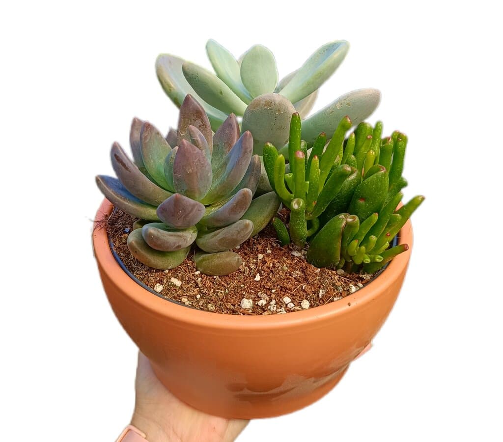 Centro Cactus Mix 18cm_0
