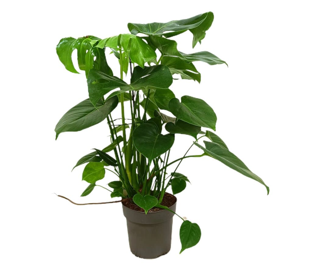 Monstera Deliciosa M19 50cm (costilla De Adan)_0