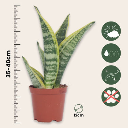 Lengua De Suegra - 2 Pzs - Sansevieria 'futura' - Altura 35-40cm - ⌀12cm_2