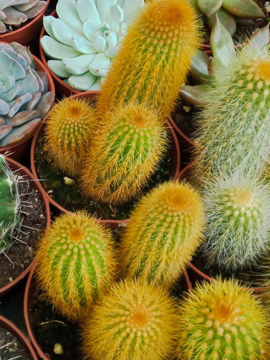 Planta Cactus Parodia Leninghausii Ø8 Cm_0