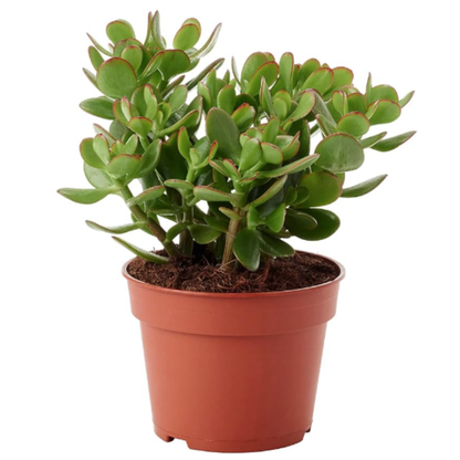 Crassula Ovata - Planta Natural Del Dinero O Arbol De Jade - En Maceta M12_0