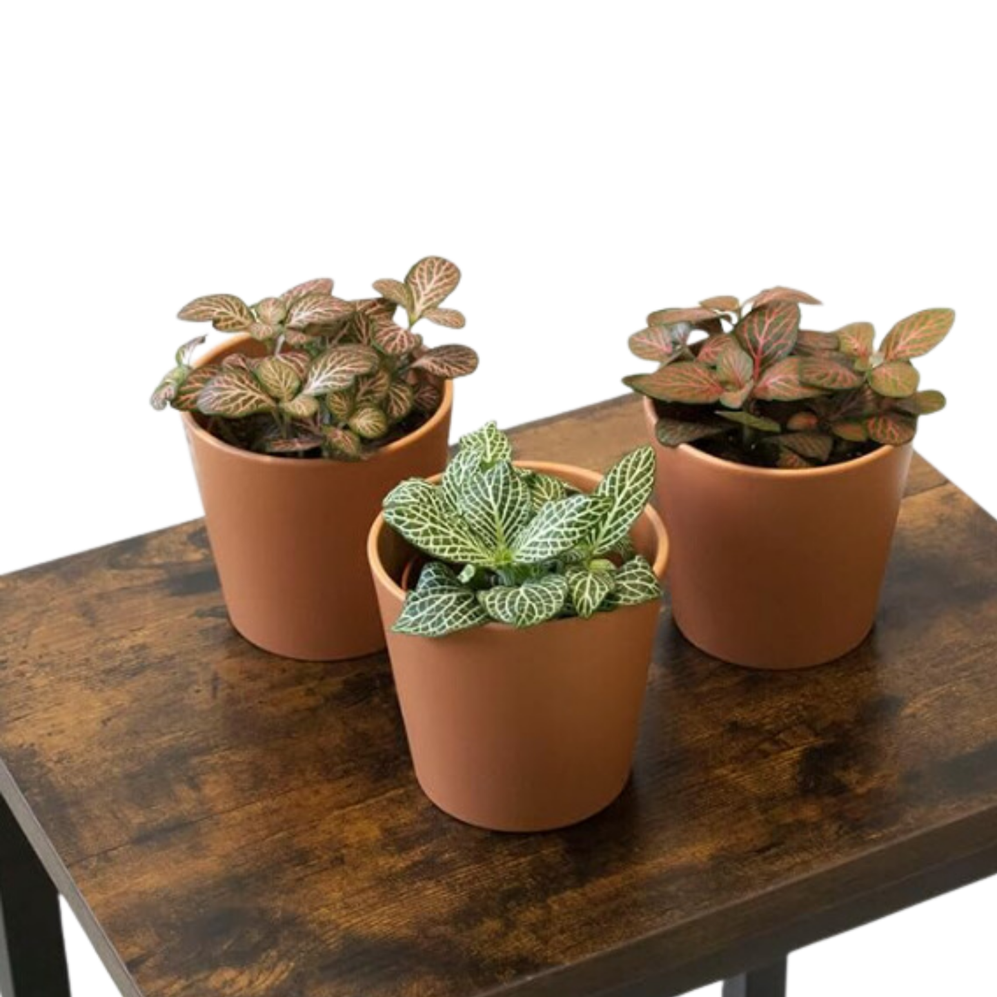 Pack De 3 Fitonias Naturales Para Interior O Exterior En Maceta Ø9 Cm_0
