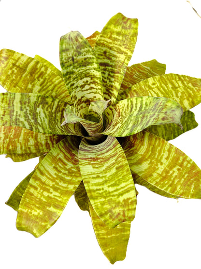 Goudea ospinae gruberi; bromelia multicolor, floración llamativa; Curiosarium; altura 15 cm_1