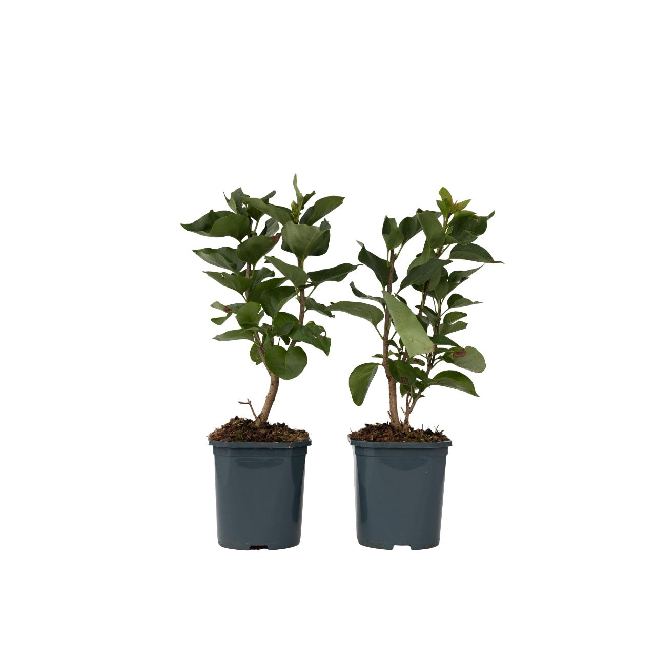 Lila - 2 Pzs - Syringa Vulgaris 'ludwig Spath' - Altura 25-40cm - ⌀17cm_0