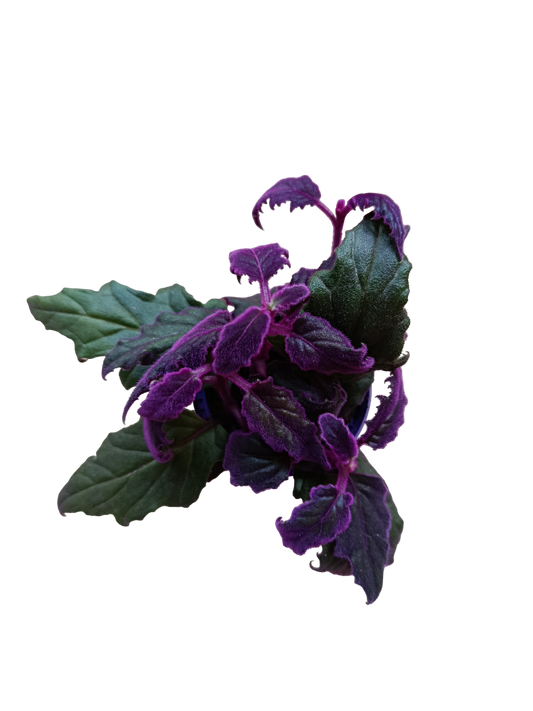 Gynura – Planta Morada Ornamental De Interior Ø8_0